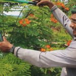 sema-podagem-e-plantio-de-arvores